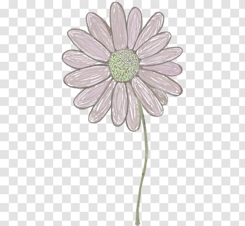 Common Daisy Chrysanthemum Transvaal Oxeye Cut Flowers - Family - Hand Drawn Circle Transparent PNG