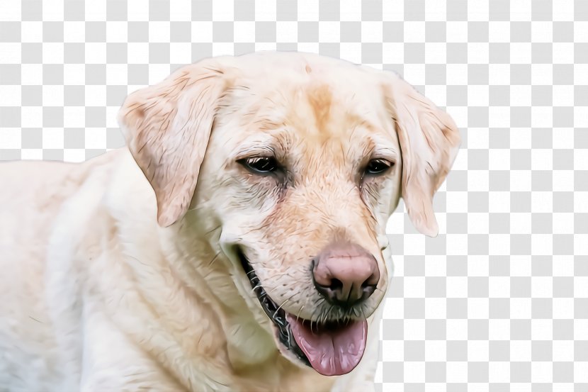 Dog Labrador Retriever Nose Sporting Group Transparent PNG
