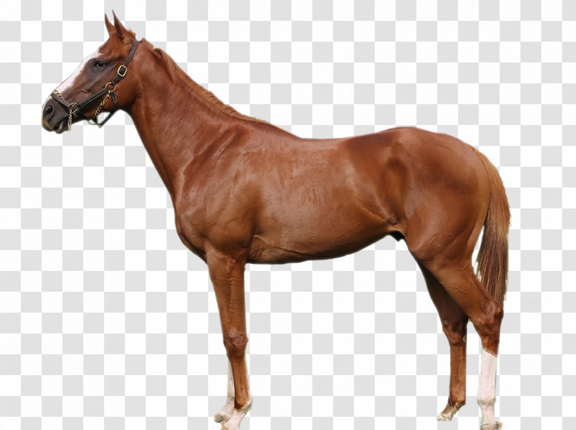 Stallion Soviet Heavy Draft Russian Vladimir Thoroughbred - Breed - Race Horse Transparent PNG