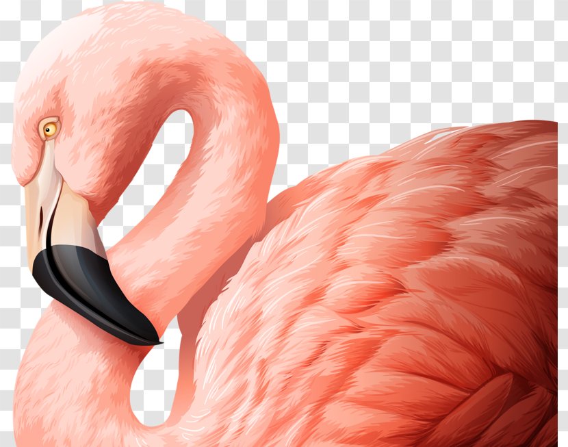 Flamingo Bird Royalty-free Illustration - Frame - Pink Swan FIG. Transparent PNG
