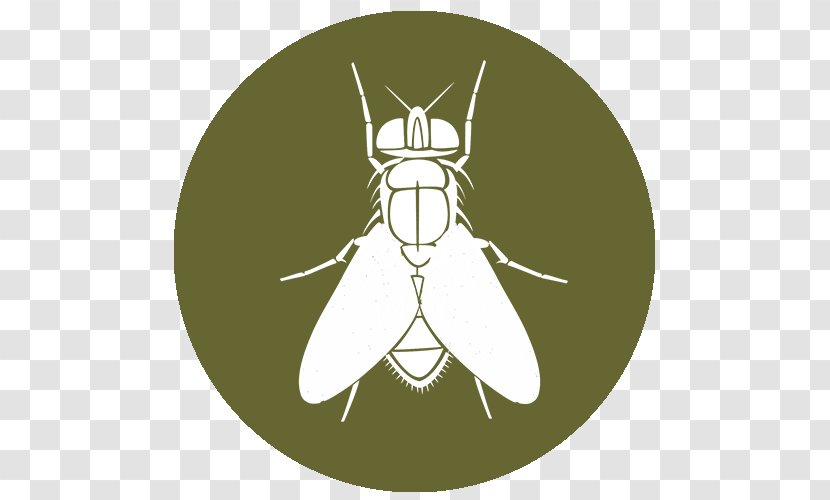 Mosquito Insect Butterfly Pollinator Character - Invertebrate Transparent PNG