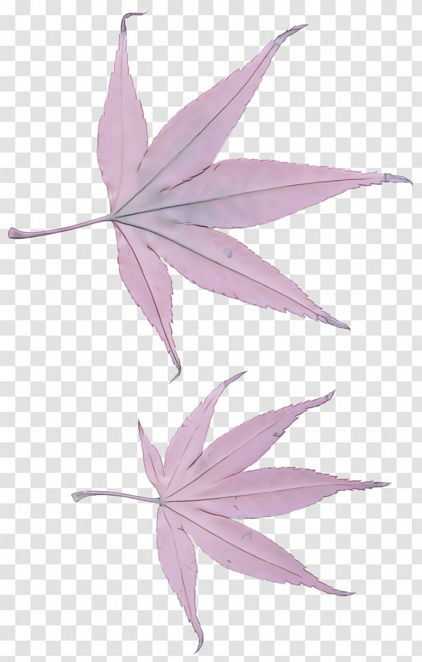 Maple Leaf - Plant - Blackandwhite Stem Transparent PNG