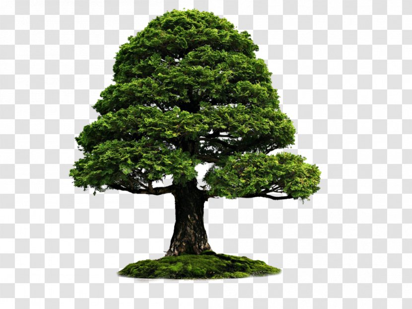 Bonsai Desktop Wallpaper 1080p High-definition Video - Sageretia Theezans - Trees Transparent PNG