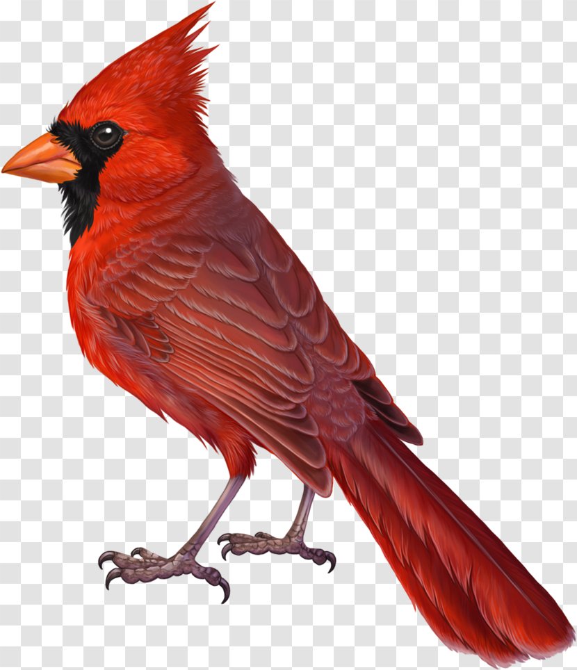 Northern Cardinal Bird Drawing The - Feather Transparent PNG