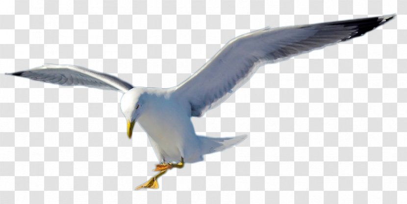 European Herring Gull Gulls Bird Gannets Beak Transparent PNG