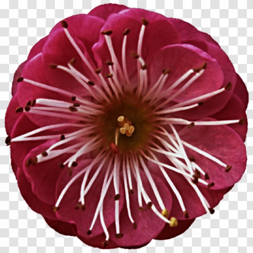 Petal Pink M Cut Flowers - Flowering Plant - Japanese Maple Transparent PNG