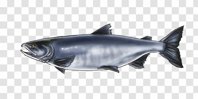 Salmon Alaska Squaliformes Wildlife Marine Biology - Book - Minke Whale Transparent PNG
