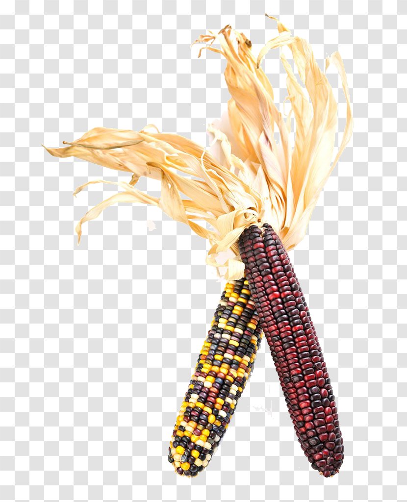 Flint Corn On The Cob Stock Photography Corncob Kernel - Maize Transparent PNG