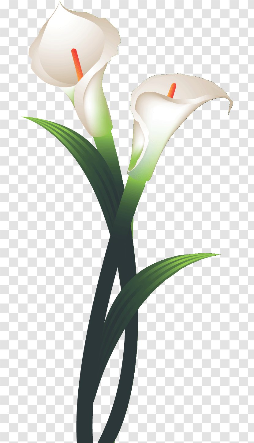 Tulip Flower Calla Lily Clip Art - Seed Plant Transparent PNG