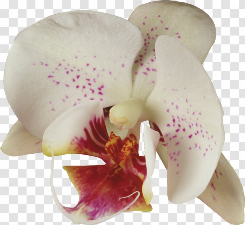 Moth Orchids Cattleya Plant - Orchid Transparent PNG