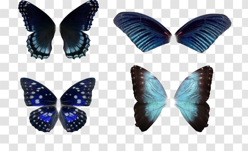 Butterfly Insect Wing - Butterflies And Moths - Blue Collection Transparent PNG