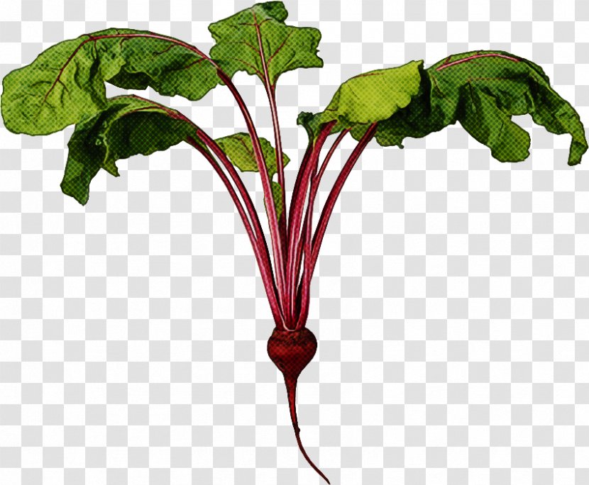 Beet Greens Flower Plant Beetroot Leaf - Radish Transparent PNG