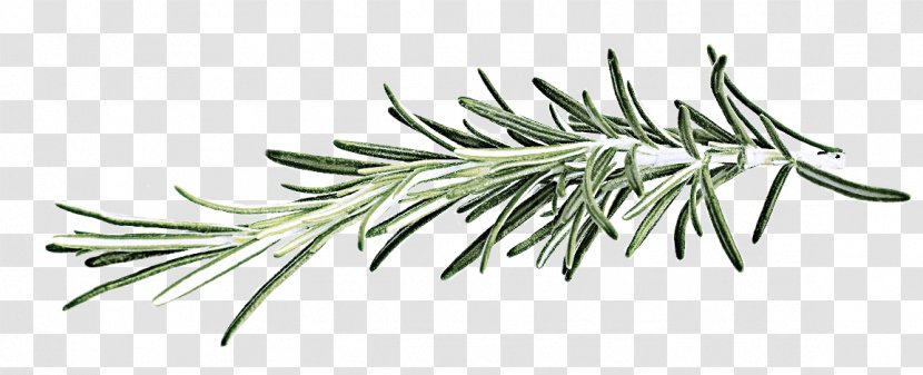 White Pine Jack Shortleaf Black Spruce Oregon Tree - Red Juniper - Plant Transparent PNG
