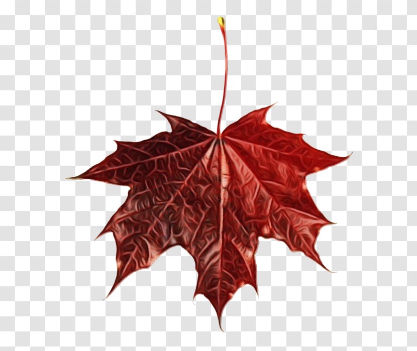 Red Maple Tree - Deciduous - Holly Planetree Family Transparent PNG