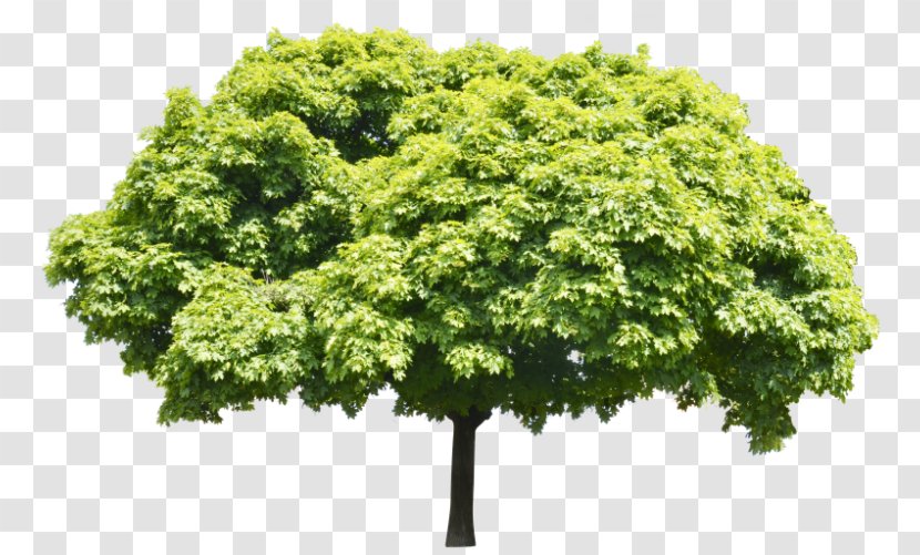 Tree Branch Arborist Shrub - Leaf Vegetable Transparent PNG