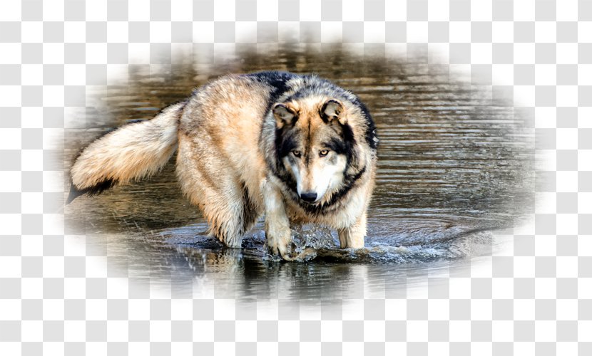 Gray Wolf Desktop Wallpaper Water 1080p - Dog Like Mammal Transparent PNG