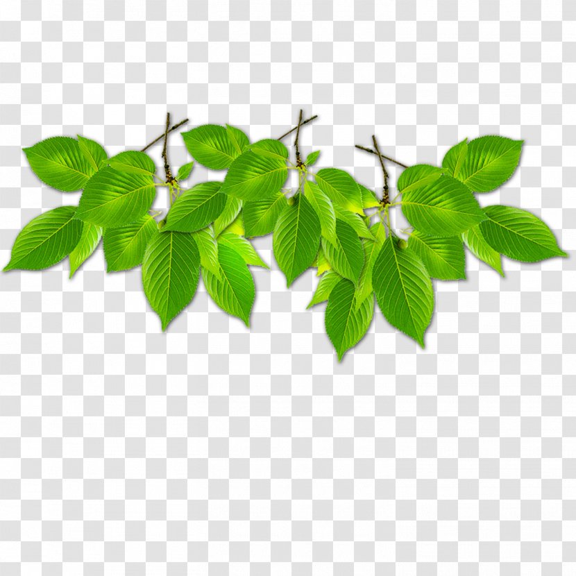 Branch Green Leaf Computer File - Herb - Leaves Border Transparent PNG