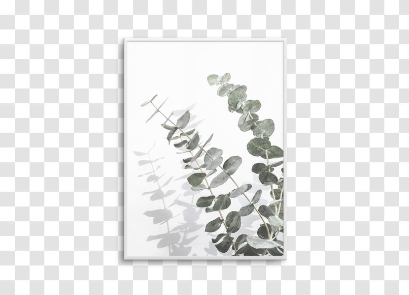 Poster Printmaking Art Eucalyptus Cinerea - Gum Trees - Botanical Olive Transparent PNG