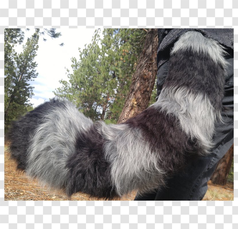 Australian Shepherd Raccoon Cat Rare Breed (dog) Tail - Dog Group Transparent PNG