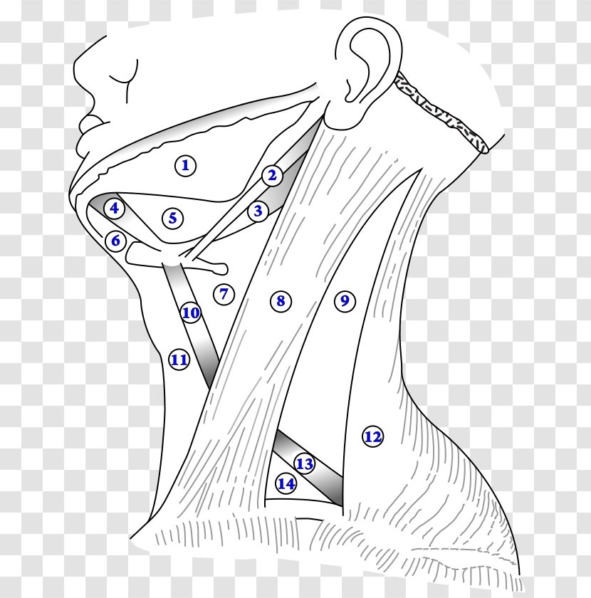 Anterior Triangle Of The Neck Digastric Muscle Carotid Triangles Submandibular - Silhouette - Frame Transparent PNG