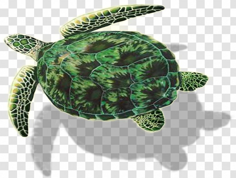 Loggerhead Sea Turtle Sculpture Emydidae Tortoise - Cremation Transparent PNG