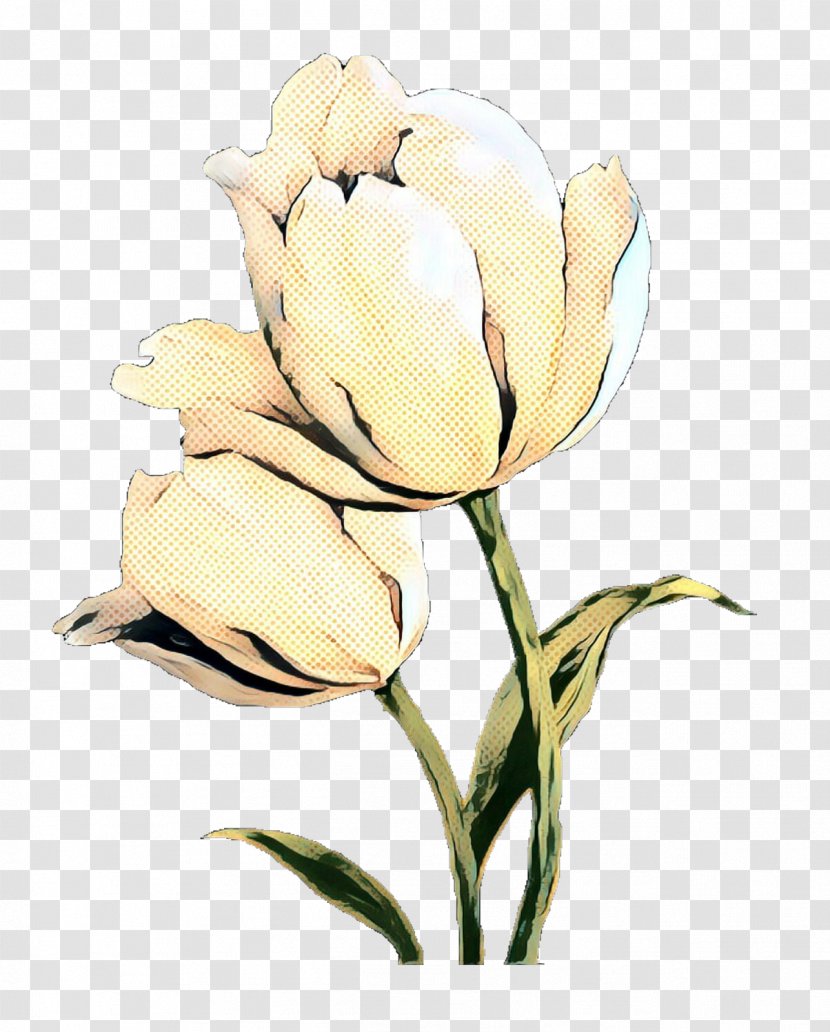Tulip Cut Flowers Plant Stem Still Life Photography - Watercolor Paint Transparent PNG