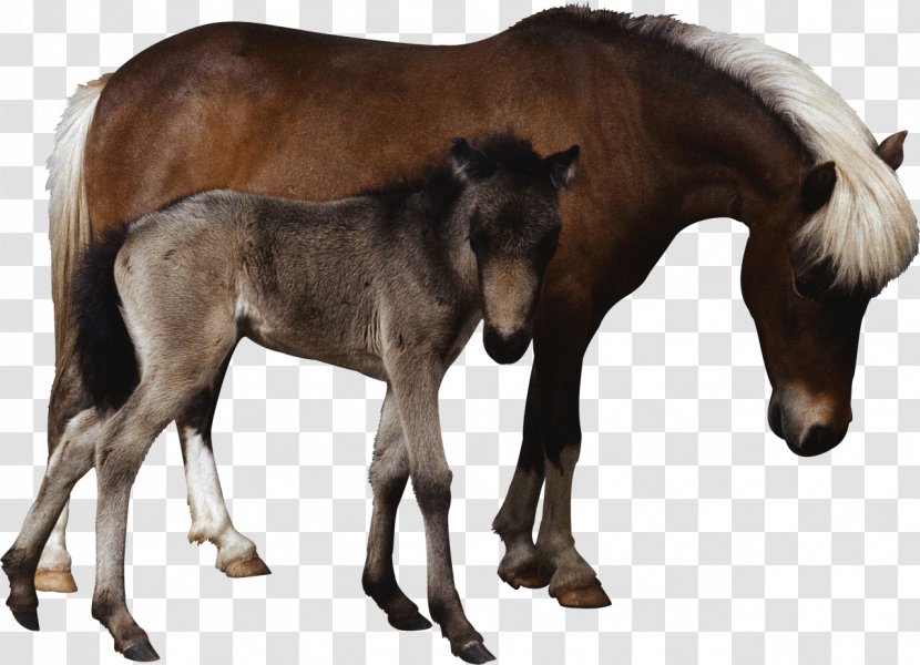 Foal Mare Colt Mustang Stallion - Mane - Treats Transparent PNG