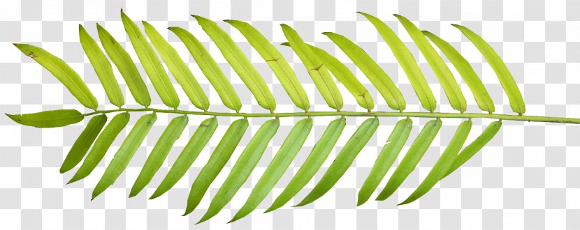 Palm Branch Palm-leaf Manuscript Arecaceae Clip Art - Plant Stem - Watercolor Leaves Transparent PNG