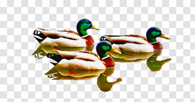 Mallard Duck Birds Yellow-billed Duck Drawing Transparent PNG