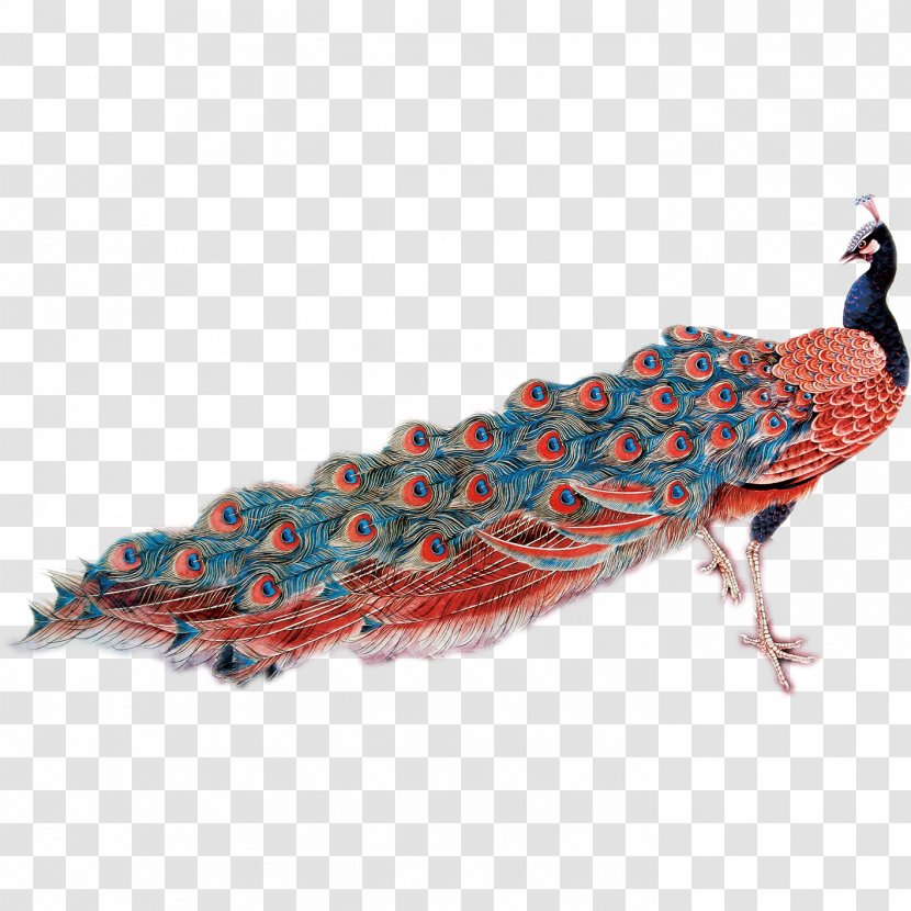 Feather Peafowl - Wing - Peacock Transparent PNG