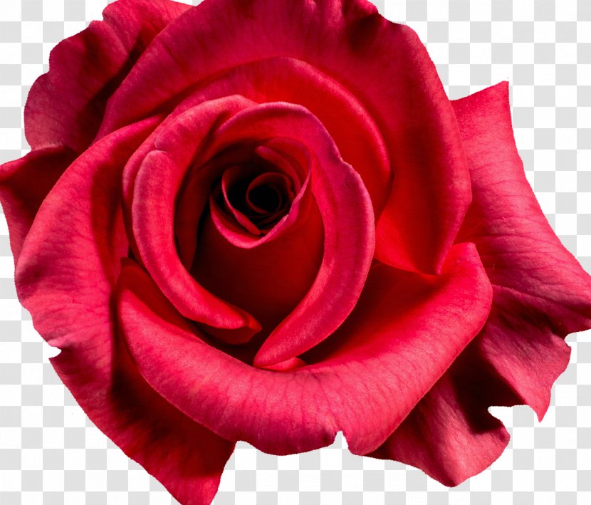 Damask Rose Photography Flower - Close Up - Red Transparent PNG