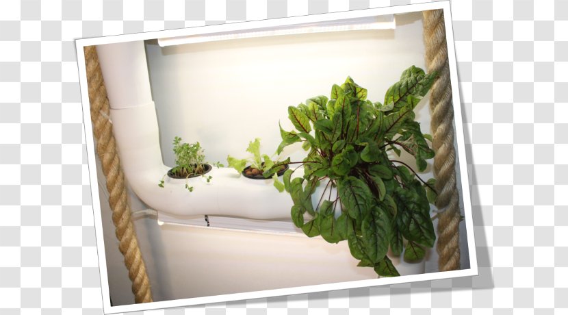 Window Flowerpot Herb Houseplant - Plant - Hemp Rope Transparent PNG