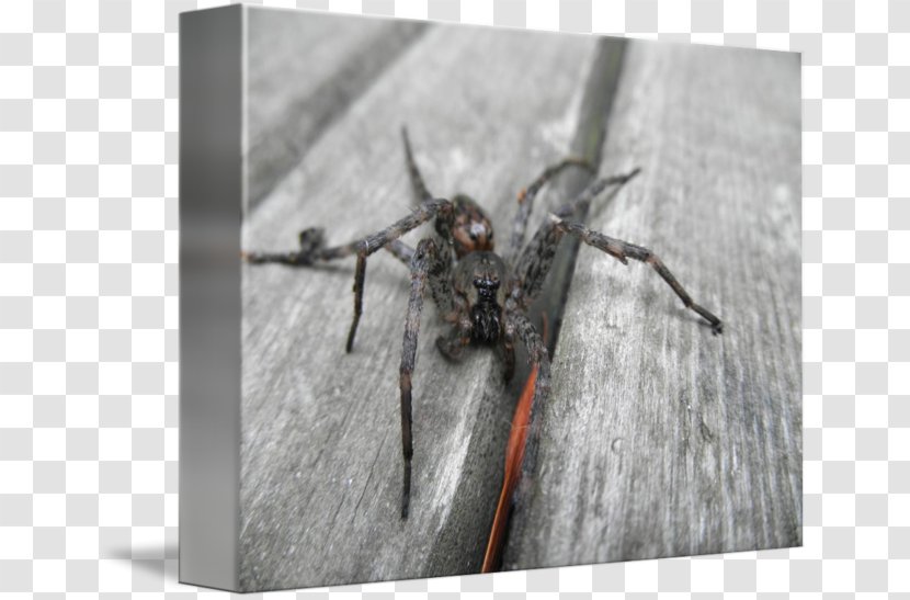 Wolf Spider Insect Pest - Arthropod Transparent PNG