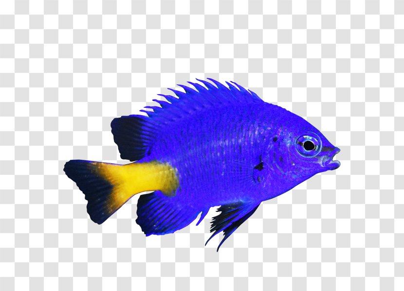 Coral Reef Fish Yellow-tail Blue Damselfish Chromis Marine Angelfishes - Electric - Undersea World Transparent PNG