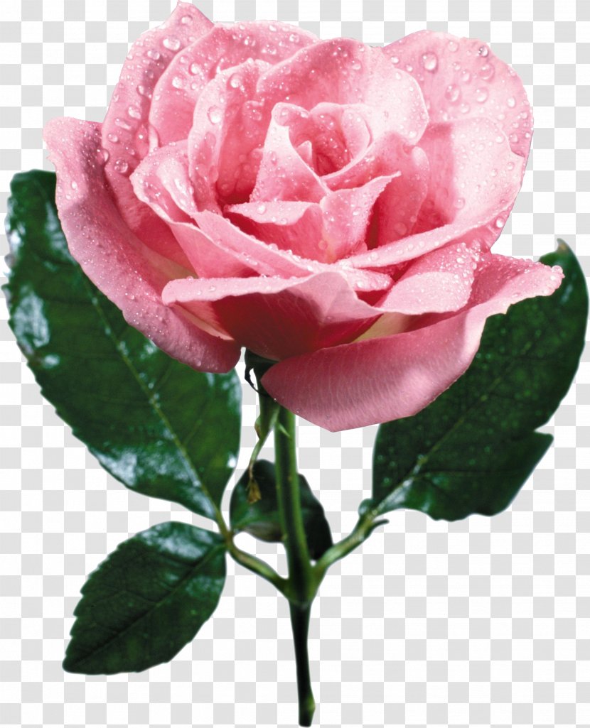 Garden Roses Cabbage Rose French China Floribunda - Plant Stem - Flower Transparent PNG