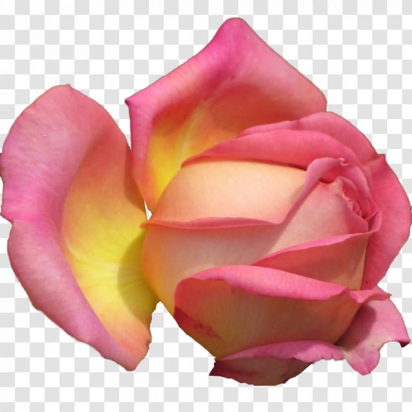 Garden Roses Cabbage Rose Floribunda Petal - Background Transparent PNG
