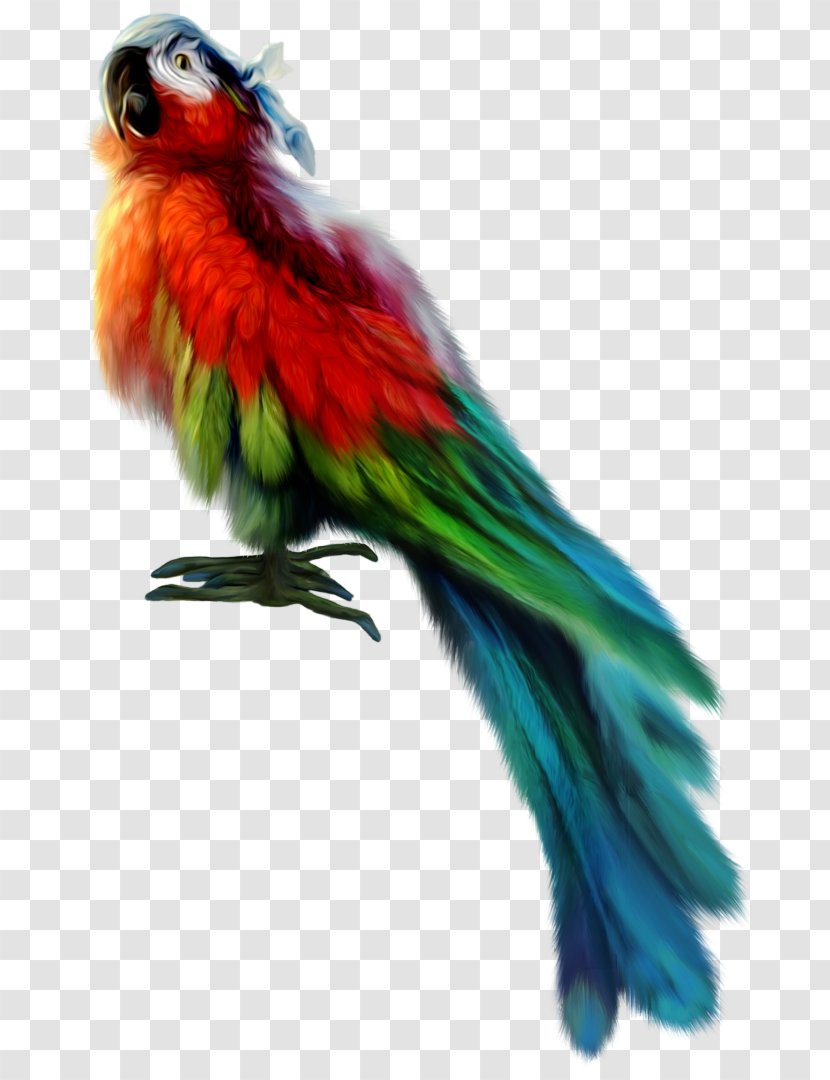 Lovebird Macaw Loriini Parakeet Feather - Parrot Transparent PNG