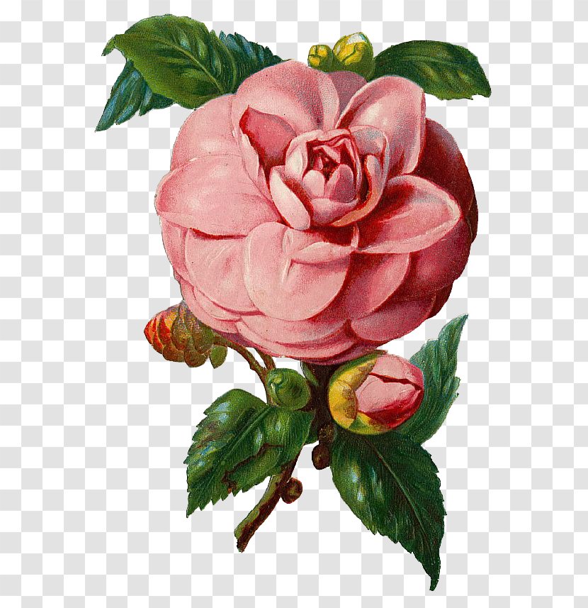 Rose - Floristry - Camellia Vector Transparent PNG