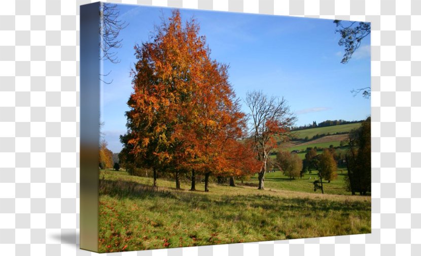 Tree Ecosystem Landscape Larch Biome - Autumn Colours Transparent PNG