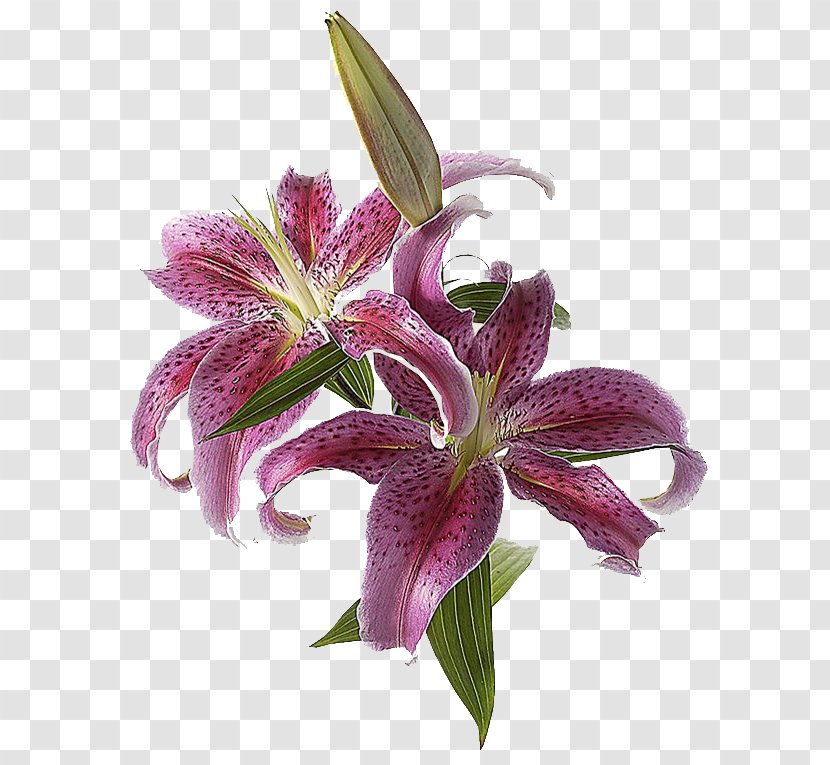 Lilium Cut Flowers Lily 'Stargazer' Light - Family - Suite Transparent PNG
