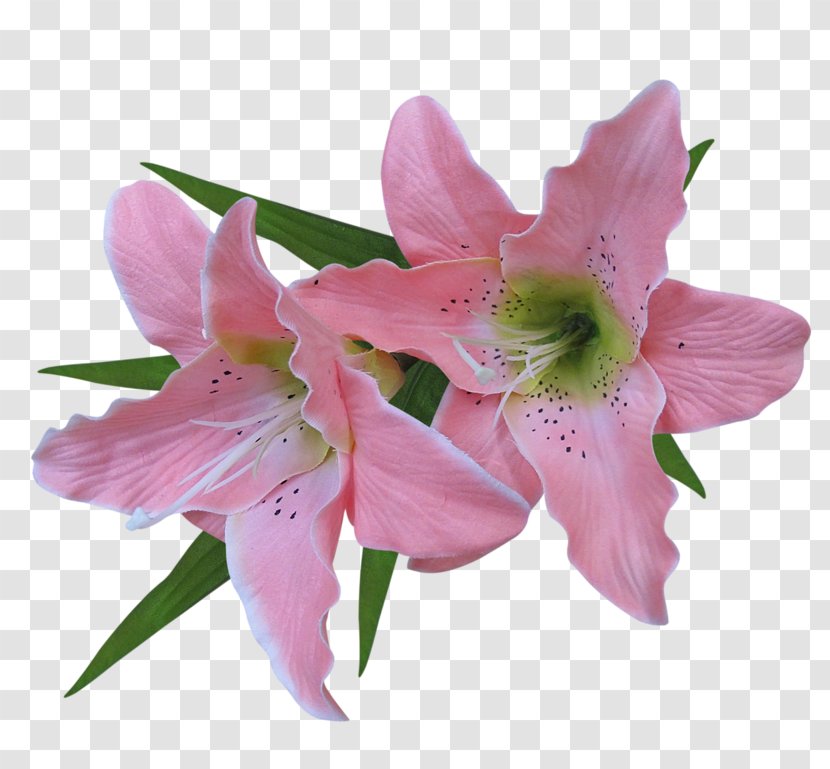 Clip Art Lily Image Illustration - Alstroemeriaceae Transparent PNG