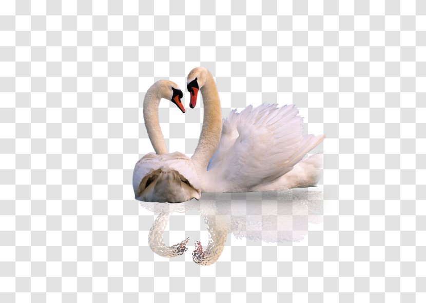 Mute Swan Animal Wallpaper - Bird - White Transparent PNG