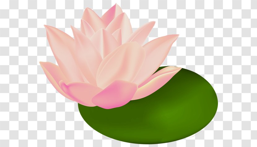 Nelumbo Nucifera Raster Graphics Clip Art - Blog - Water Lilies Transparent PNG