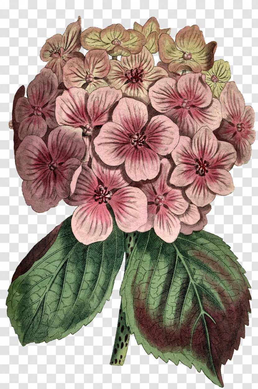 Cut Flowers Printing Giclée Hydrangea Botany - Annual Plant - Painting Transparent PNG