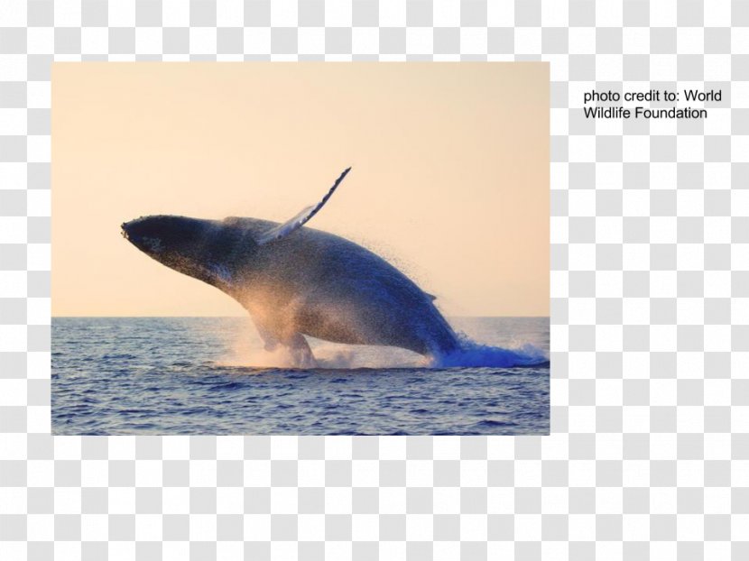 Tucuxi Cetacea Dolphin Sei Whale Blue - Stock Photography Transparent PNG