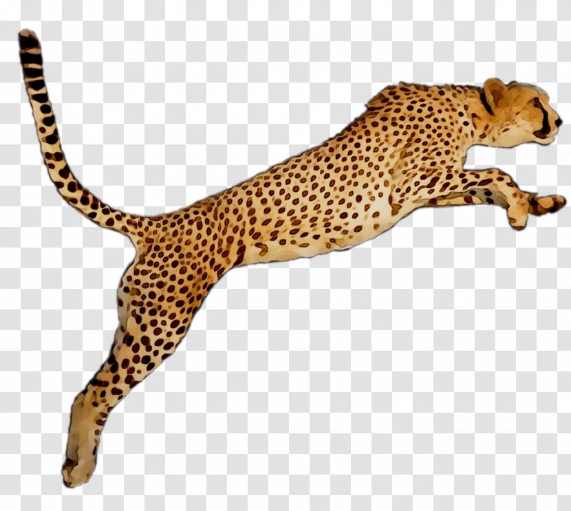 Cheetah Leopard Desktop Wallpaper Image - Snout - Cartoon Transparent PNG
