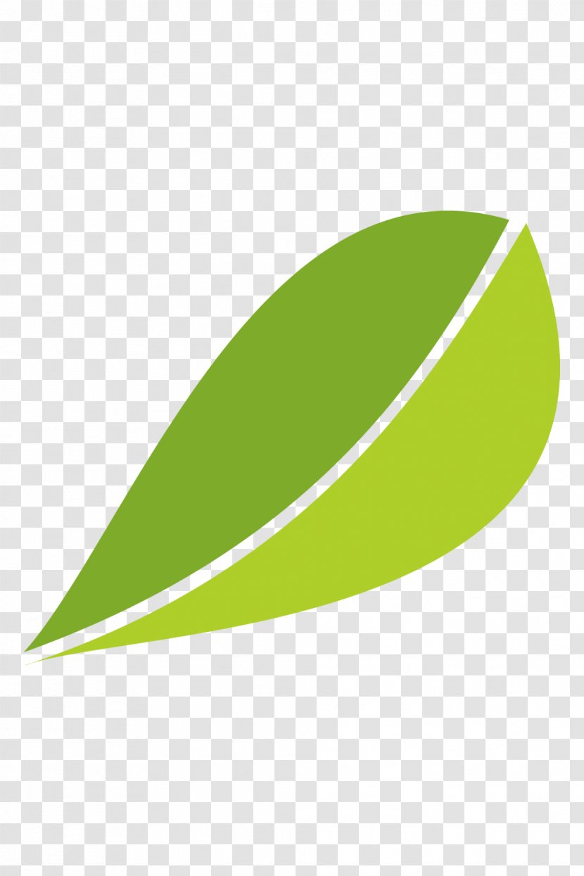 White Tea Fuding Green Leaf - Leaves Vector Material Transparent PNG