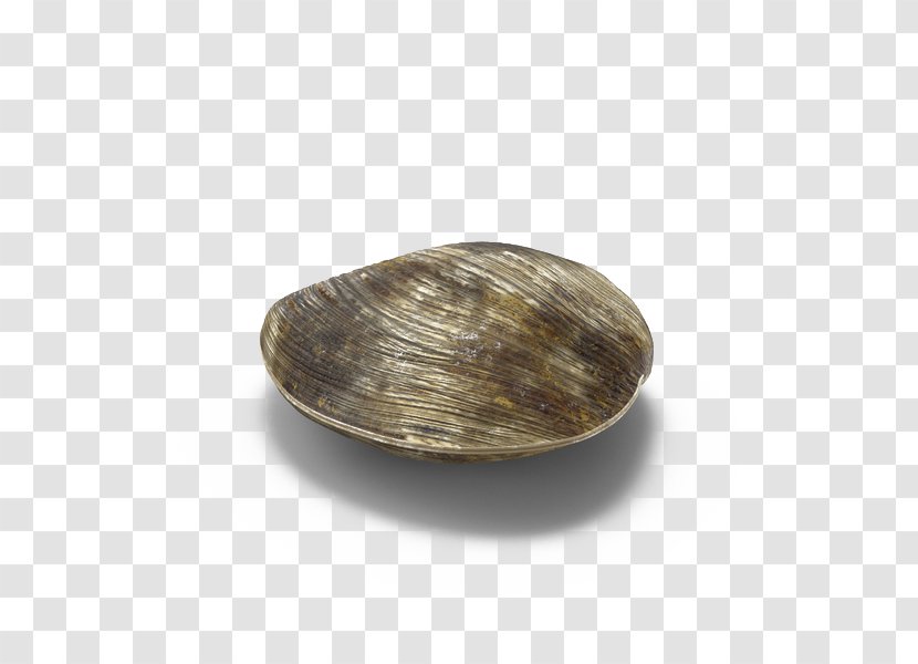 Clam Download - Seashell - Flint Rock Head Transparent PNG