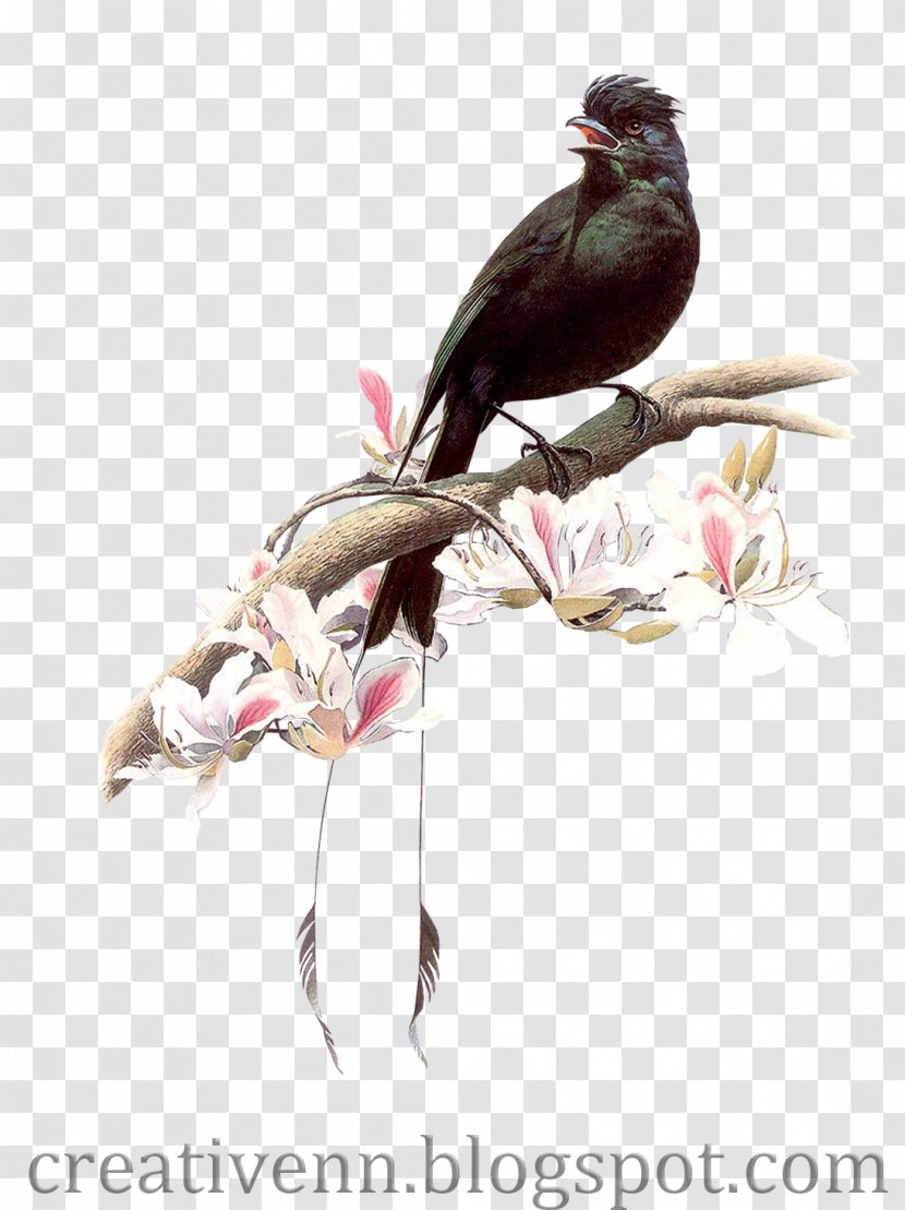 Hummingbird Artist Painting - Fauna - Crow Transparent PNG