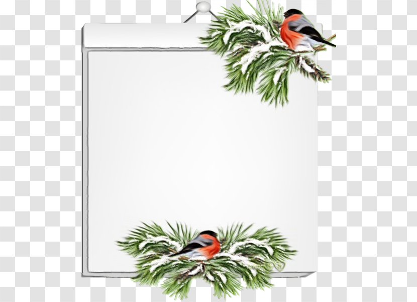 Holly - Paint - Pine Family Transparent PNG